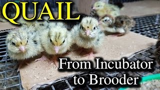 Hatching Quail Eggs amp Brooding Coturnix Chicks with Tips [upl. by Hiram260]