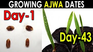 AJWA DATE SEED GERMINATION PART1 How to Grow Ajwa Date Palm Tree from Seed SproutingSeeds [upl. by Ettenot]