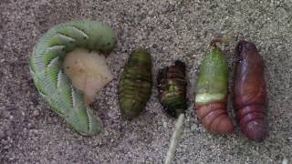 Metamorphosis amp the Tobacco Hornworm Manduca sexta [upl. by Pas]