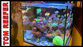 Incredible Mixed Reef  Red Sea Reefer Max E 170  45 GALLON  From Plano Texas ep3 [upl. by Holmun]