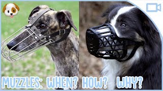 Should You Use a Dog Muzzle [upl. by Janel]