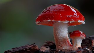 Fungal Morphology The Parts of a Mushroom [upl. by Studdard]