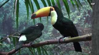 Toco Toucan Ramphastos toco HD [upl. by Alegnat]