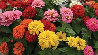 All About Zinnia Flowers [upl. by Celin595]