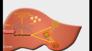 Antihyperlipidemic drugs animation Fibrates [upl. by Moyra786]