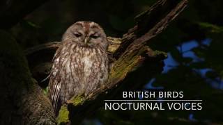 British Birds  Nocturnal Voices [upl. by Nwadahs]