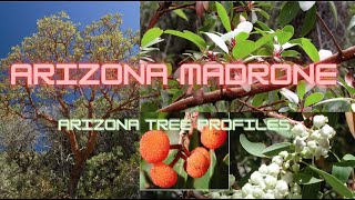 Arizona Madrone  Arizona Tree Profiles [upl. by Robertson]