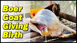 Goat giving birth  full video [upl. by Hannad]