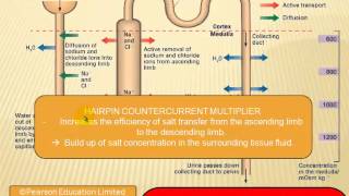 Water regulation in the kidney [upl. by Garcon]