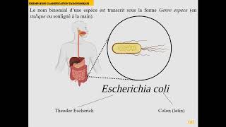 L1SA  Cours de Microbiologie Générale  Partie 1  Introduction au monde microbien [upl. by Chadwick126]