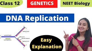 DNA Replication  Molecular Basis of Inheritance  Class 12 Genetics [upl. by Aryad]