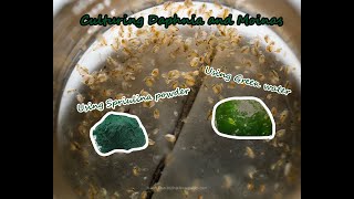 How To Culture Daphnia and Moinas using Green Water Spirulina powder [upl. by Inot]