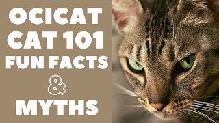 Ocicat Cats 101  Fun Facts amp Myths [upl. by Luis92]