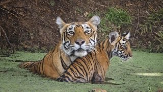 INDE  LES TIGRES EN VOIE D’EXTINCTION [upl. by Cahan]