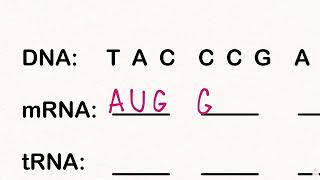 How To Use The Genetic Codon Chart [upl. by Brena]