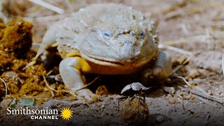 Dung Beetles Are Dinner for This Giant Bullfrog 🐸 Dung Dynasty  Smithsonian Channel [upl. by Giesecke]