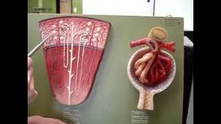 Renal Blood Flow 2 [upl. by Smart]