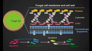 fungal cell animation [upl. by Enihpled]