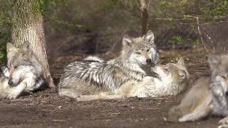 Adorable Wolves Engage in Aggressive Cuddling [upl. by Martz]