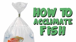 HOW TO Add New Fish to an Aquarium [upl. by Griffith]