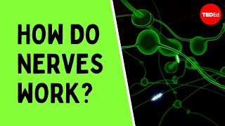 How do nerves work  Elliot Krane [upl. by Nosam]