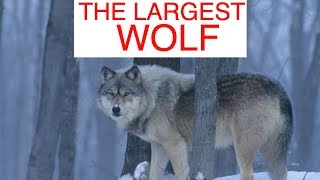 The Largest Wolves In The World Compilation 1 [upl. by Cammi]