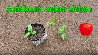 Apfelbaum aus Kern selber ziehen – Samen vom Apfel richtig einpflanzen  ANLEITUNG [upl. by Idurt]