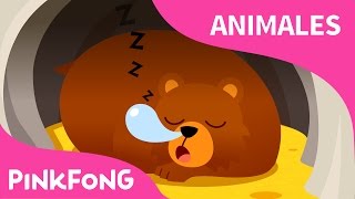 Hibernación  Animales  Pinkfong Canciones Infantiles [upl. by Qifahs]