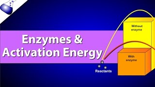 Enzymes and Activation Energy [upl. by Amathist204]