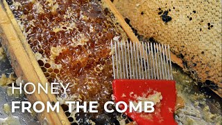 How to Extract Honey from Honeycomb [upl. by Raimes922]