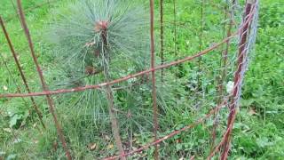 My Backyard Tree Nursery  Growing Pine Trees [upl. by Seebeck]