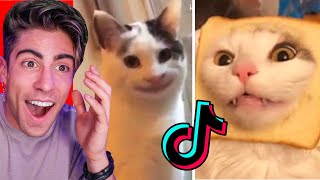 LOS GATOS MAS GRACIOSOS DE TIKTOK [upl. by Ennairam]