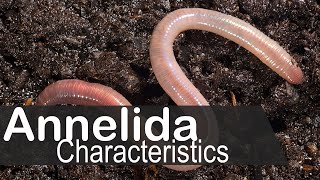 Phylum annelida general characters and classification  UPSC zoology optional [upl. by Reube]