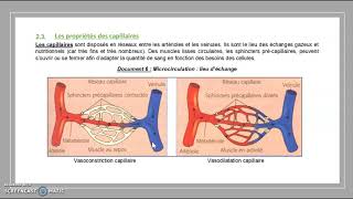 Histologie des vaisseaux sanguins [upl. by Dor]