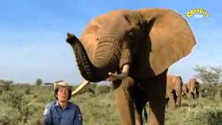 Andys Wild Adventures  Elephant Safari [upl. by Balcer686]