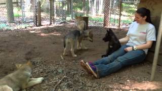 Bays Mountain Wolf Puppies Howling [upl. by Odraude497]