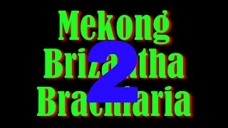 Mekong Brizantha Brachiaria Two [upl. by Paulo]