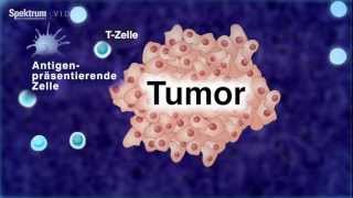 Mit Immunzellen gegen Krebs [upl. by Marilla]