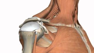 Shoulder Joint  Glenohumeral Joint  3D Anatomy Tutorial [upl. by Necyrb196]