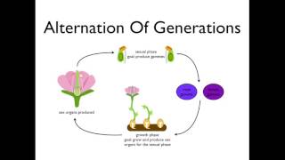 Alternation of Generations angiosperms [upl. by Sherer]