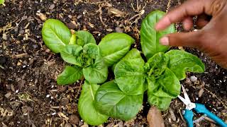 How to Harvest Buttercrunch Lettuce [upl. by Solita91]