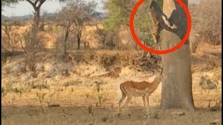 Leopard Jumps on Impala From Tree [upl. by Sirret943]