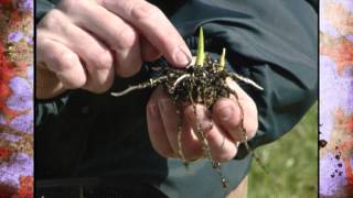 Planting Caladium Bulbs [upl. by Pawsner]