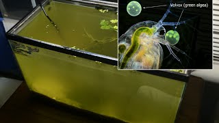 Raising Daphnia for the Freshwater Aquarium [upl. by Adnic]