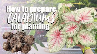 How to grow caladiums from bulbs  De eyeing caladium bulbs  Planting caladium [upl. by Giah]