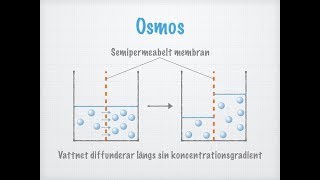 Diffusion och osmos Transport över membran [upl. by Ervine]