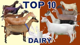 Top 10 Best Goat Breeds in the World for Milk Production with Sales Revenue in US Dollar  per Goat [upl. by Eniortna183]