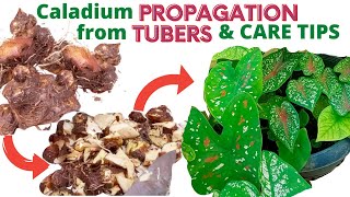 Caladium Propagation from Tubers Bulbs and Care Tips [upl. by Ahsinik]