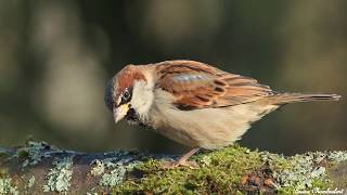 chants  cris du moineau domestique HD songs calls house sparrow [upl. by Allecnirp]