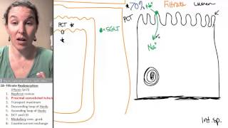 Reabsorption 2 Proximal convoluted tubule [upl. by Kristopher846]